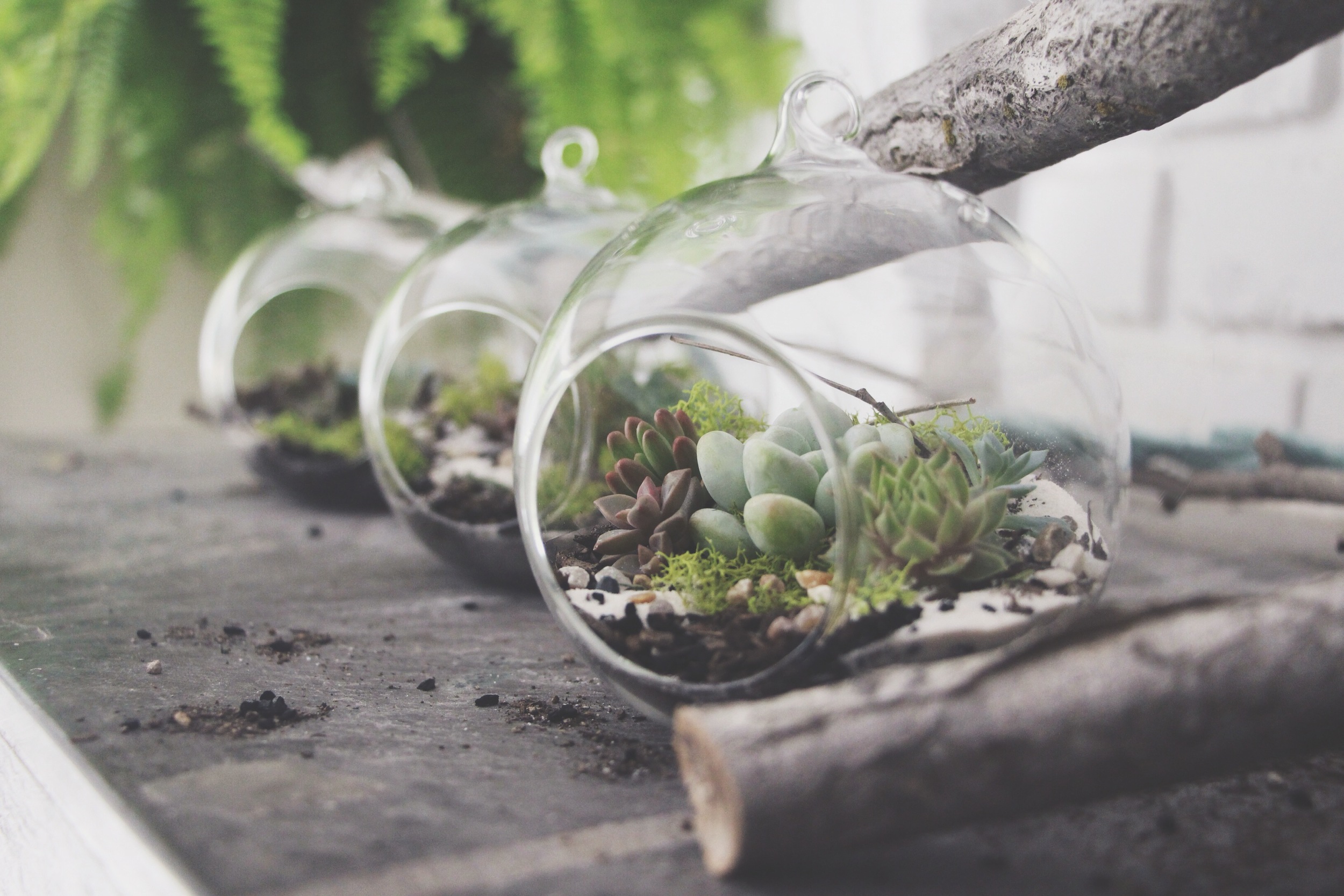 DIY Hanging Succulent Terrarium for Petunia Handbags Blog via Needles + Leaves